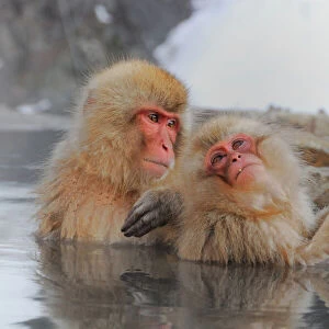 Nature & Wildlife Cushion Collection: Snow Monkeys, Yamanouchi, Japan