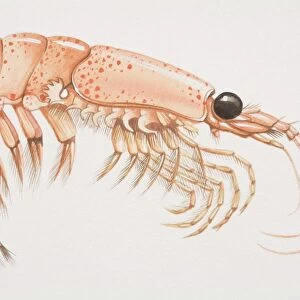 Crustaceans Metal Print Collection: Krill