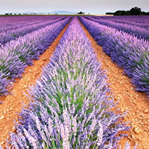 Ultimate Earth Prints Metal Print Collection: Lavender Fields of Provence
