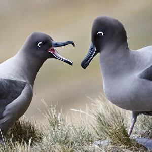 Albatrosses Collection: Light Mantled Albatross