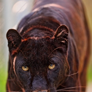 Nature & Wildlife Mouse Mat Collection: Black Leopards