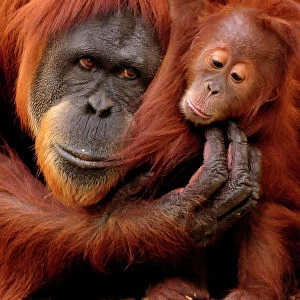 Nature & Wildlife Mouse Mat Collection: Orangutan