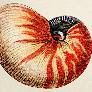 The Magical World of Illustration Metal Print Collection: Antique Engravings of Sea Seashells and Fossils