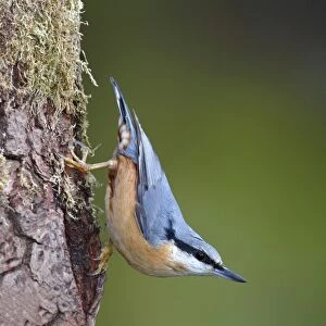 Nature & Wildlife Jigsaw Puzzle Collection: Friedhelm Adam Nature Photography