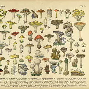 Botanical Illustrations Metal Print Collection: Book of Practical Botany