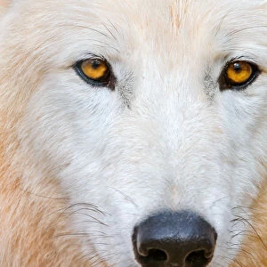 Nature & Wildlife Photo Mug Collection: Arctic Wolf