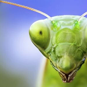 Insects Cushion Collection: Praying Mantis