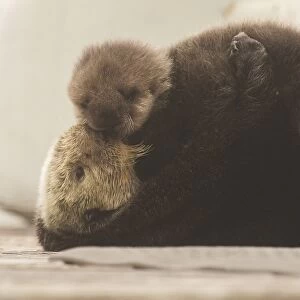 Nature & Wildlife Cushion Collection: Sea Otter