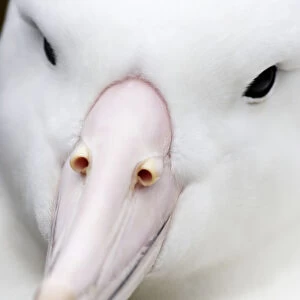 Albatrosses Collection: Southern Royal Albatross