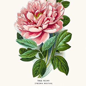 Botanical Illustrations Fine Art Print Collection: Flowers of Garden & Greenhouse