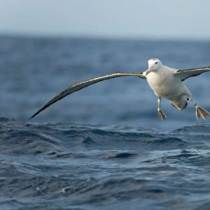 Albatrosses Collection: Waved Albatross