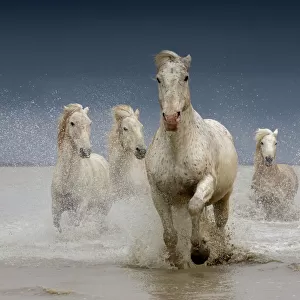 Nature & Wildlife Jigsaw Puzzle Collection: Horses