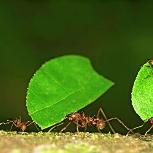 Nature & Wildlife Metal Print Collection: Ants
