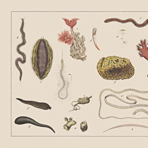 Worms Poster Print Collection: Guinea Worm
