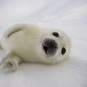 Animals Photo Mug Collection: Seals & Sea Lions