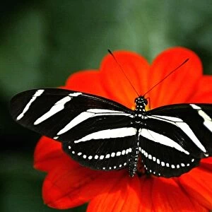 Animals Jigsaw Puzzle Collection: Butterflies