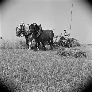 Vintage & Archive Photographic Print Collection: 1940s Harvesting in France
