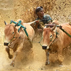 Sport Photographic Print Collection: Pacu Jawi Bull Race