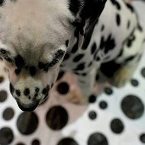 Animals Jigsaw Puzzle Collection: Dogs