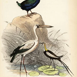 Storks Poster Print Collection: Asian Openbill