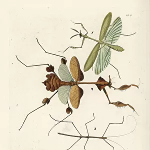 Insects Framed Print Collection: Walkingsticks