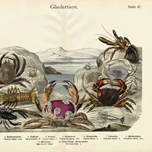 Crustaceans Fine Art Print Collection: Common Prawn