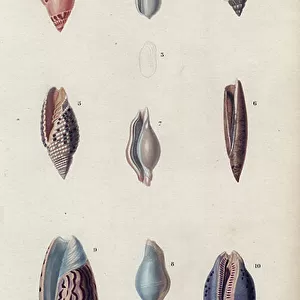 Mollusks Metal Print Collection: Olive Shells
