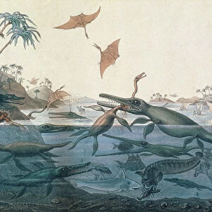 Reptiles Canvas Print Collection: Crocodilians