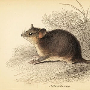 Mammals Canvas Print Collection: Burramyidae