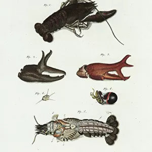 Crustaceans Canvas Print Collection: Noble Crayfish