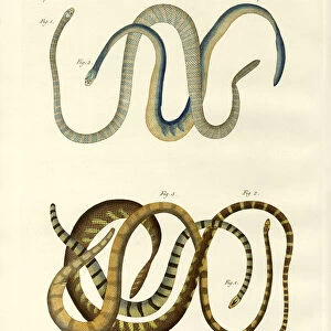 Worms Fine Art Print Collection: Blindworm