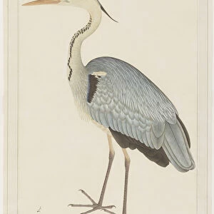 Birds Metal Print Collection: Herons