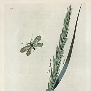 Insects Photographic Print Collection: Neuroptera