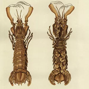 Crustaceans Fine Art Print Collection: Sand Shrimp