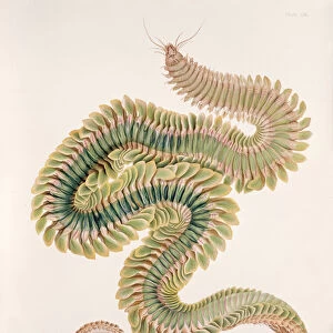 Worms Canvas Print Collection: Ribbon Worm