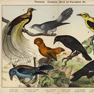 Birds Cushion Collection: Cuckoo Roller