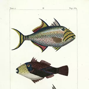 Fishes Cushion Collection: Q