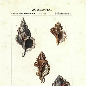 Mollusks Canvas Print Collection: Murex