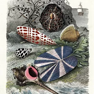 Mollusks Fine Art Print Collection: Mitre Shells
