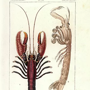 Crustaceans Metal Print Collection: Langouste