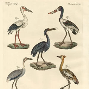 Storks Framed Print Collection: Maguari Stork