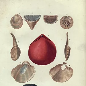 Mollusks Collection: Jingle Shells