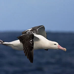 Albatrosses Collection: Tristan Albatross
