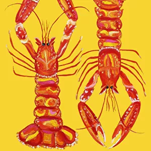 Crustaceans Fine Art Print Collection: Langoustine