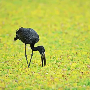 Storks Canvas Print Collection: African Openbill