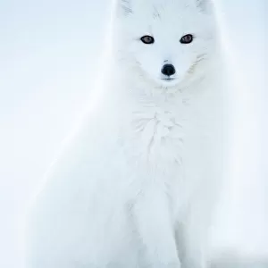 Mammals Fine Art Print Collection: Arctic Fox