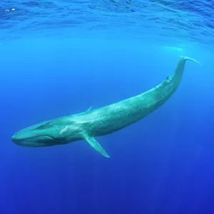 Mammals Canvas Print Collection: Blue Whale