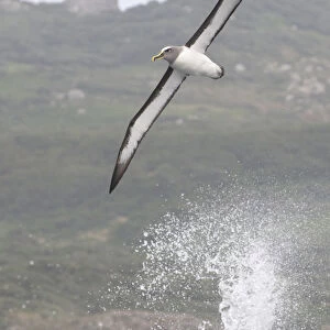 Albatrosses Collection: Bullers Albatross