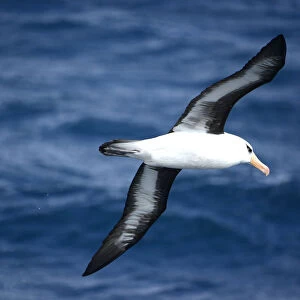 Albatrosses Collection: Campbell Albatross
