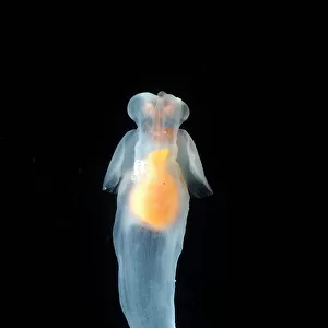 Mollusks Metal Print Collection: Pteropods